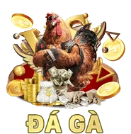 Đá gà cựa dao